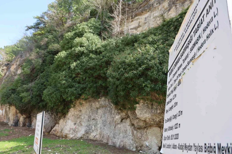 4 bin yıllık sarmaşığın gölgesinde baharı karşıladılar 