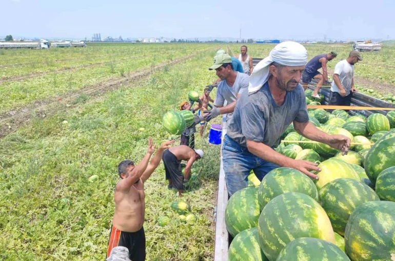 40 derece sıcakta karpuz işçilerinin ekmek mücadelesi 