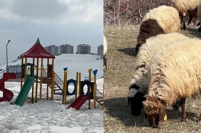 40 kilometre arayla iki mevsim: Yüksekova’da kar, Esendere’de bahar mesaisi 