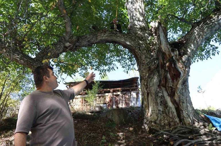 620 yıllık ceviz ağacında hasat 