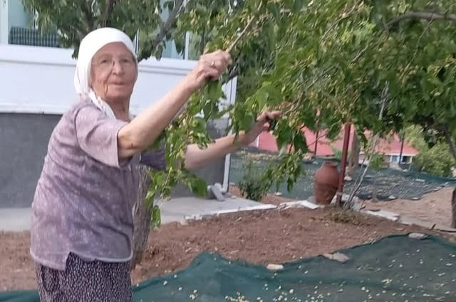 85 yaşındaki çift, geleneksel yöntemlerle dut pekmezi üretimini sürdürüyor 