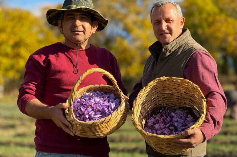 AB tescilli safranın hasadı sürüyor 