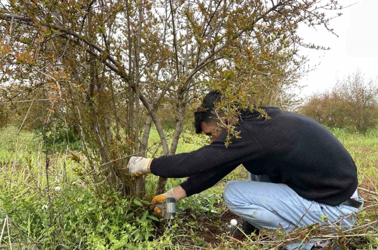 AB tescilli Suruç narında budama zamanı 