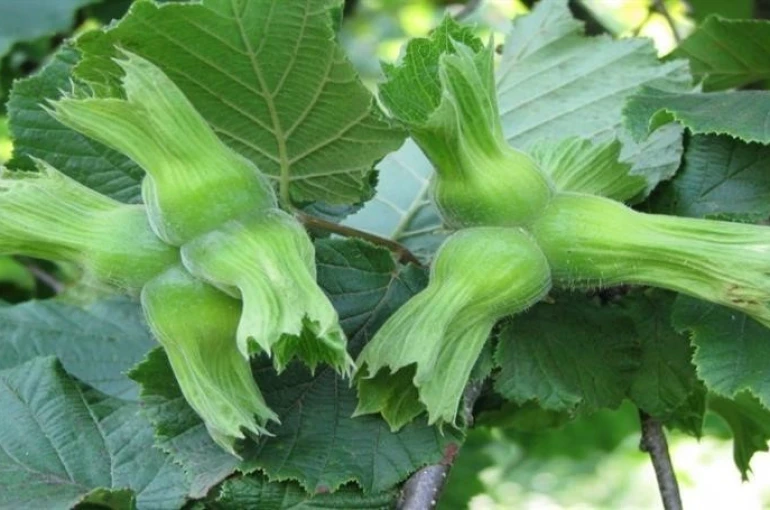 AB ülkelerine 15 bin 760 ton fındık gönderildi 