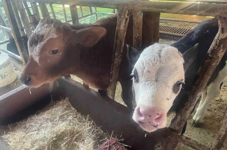 ABD Tarım Bakanlığı: "Türkiye’de yıllık 400-500 bin buzağı ölümü oluyor" 