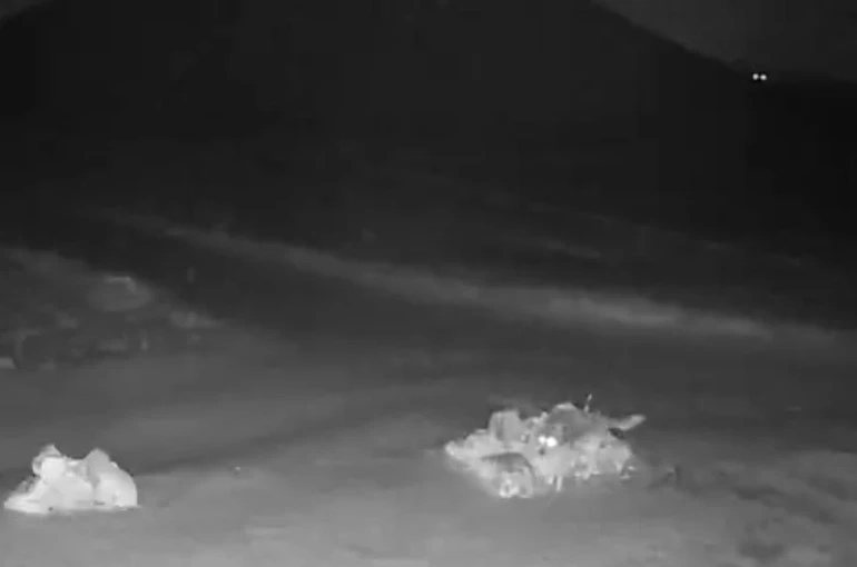 Aç kalan kurtlar köye indi 