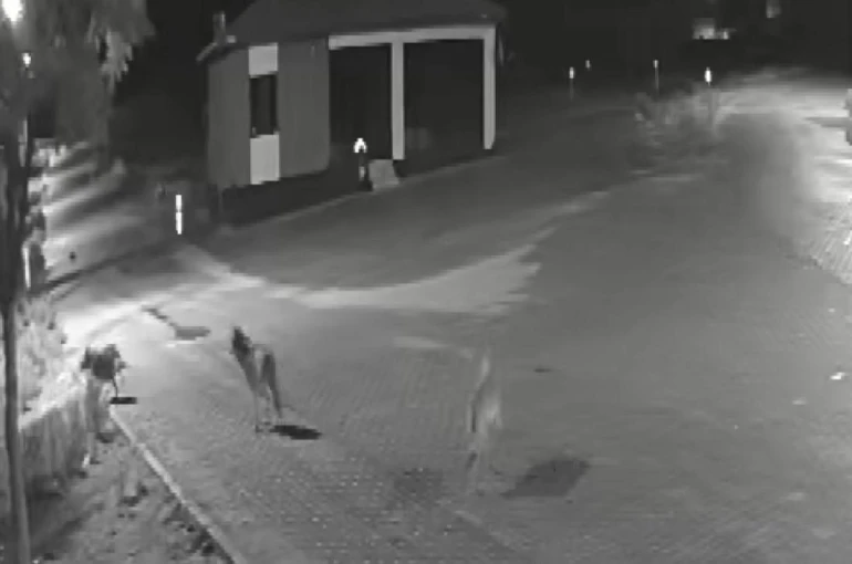 Aç kalan kurtlar mahalleye inerek eşeğe saldırdı