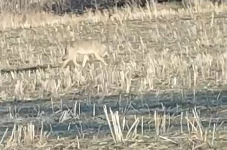 Aç kalan kurtlar yerleşim merkezine indi 