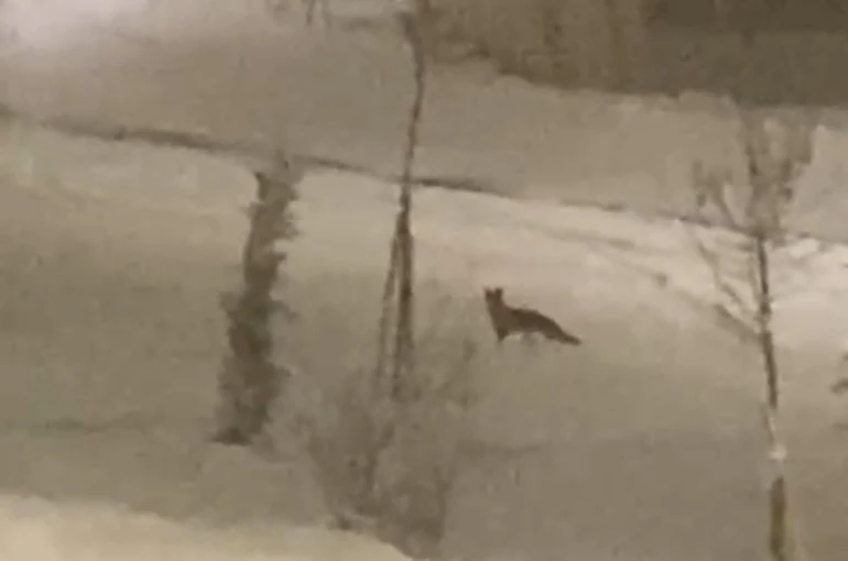 Aç kalan tilki şehir merkezine indi 