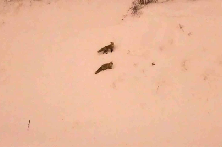 Aç kalan tilkiler yerleşim yerlerinde görülmeye başlandı 