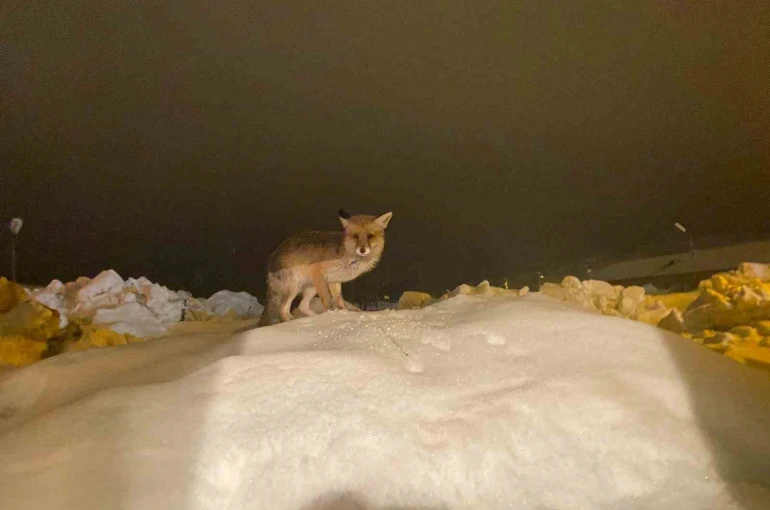 Aç kalan tilkiye şefkat eli: "O yedikçe ben mutlu oldum" 