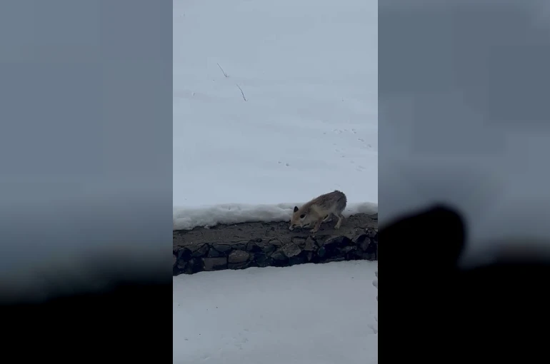 Aç kalan tilkiyi elleriyle besledi 