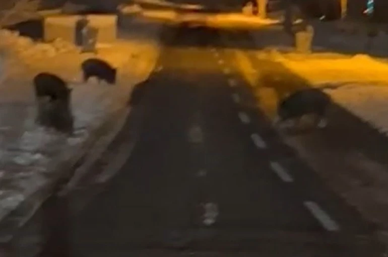 Aç kalan yaban domuzları yerleşim yerine indi