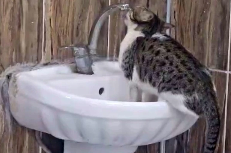 Acil serviste lavaboya çıkan kedi musluğu açıp su içti