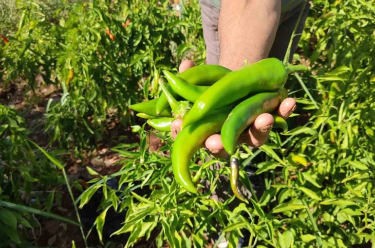 Acısıyla meşhur Kayaca biberinde hasat sona erdi 