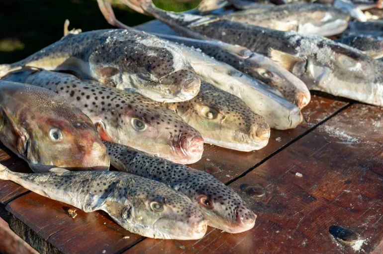 Adana’da 4 günde 128 bin balon balığı toplandı