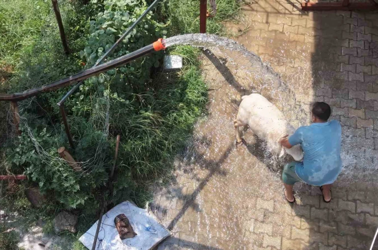 Adana’da 42 derece sıcaklıkta koyunları buzlu ve soğuk suyla serinletme