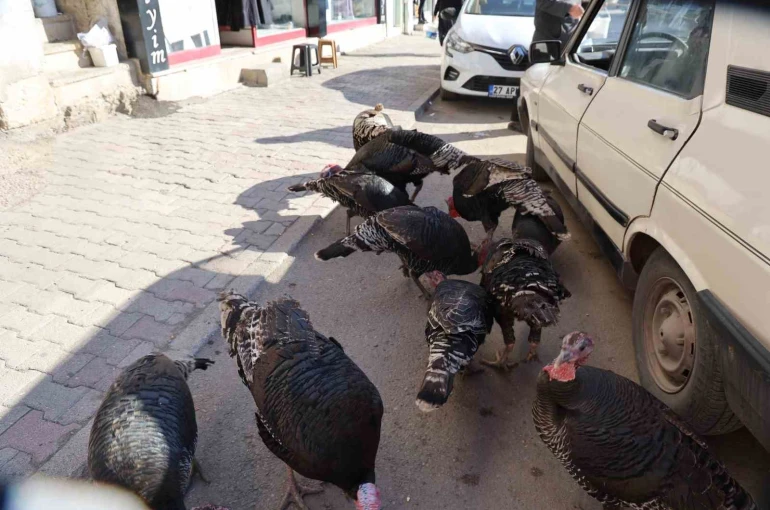 Adana’da ilginç görüntü: Hindiler çarşıda gezdirilerek satılıyor 