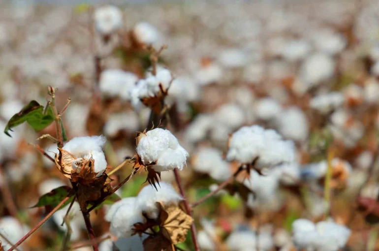 Adana’da pamukta ’pembekurt’ zararlısına karşı uyarı 