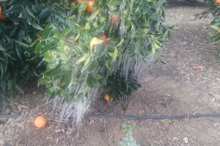 Adana’da portakal ağaçları buz tuttu 