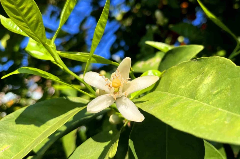 Adana’da portakal çiçeği kokusu kenti sardı 