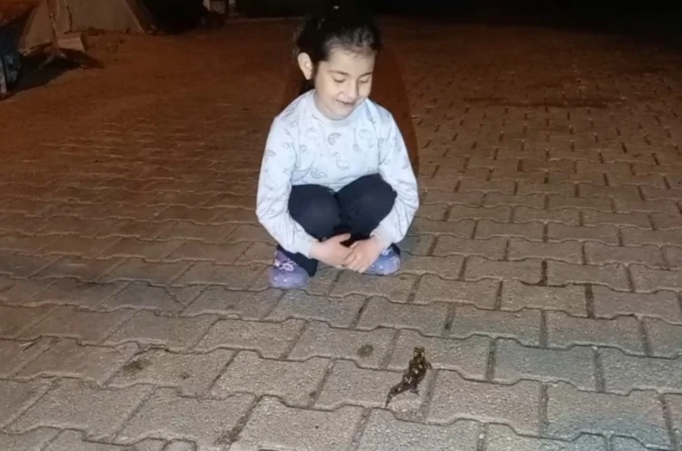 Adana’da ’semender’ görüldü