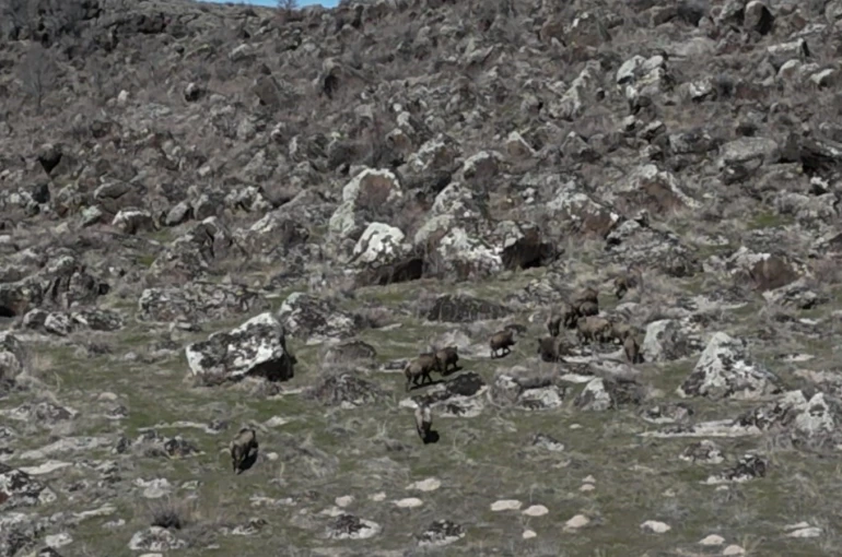 Adilcevaz’da domuzlar çiftçileri bezdirdi 