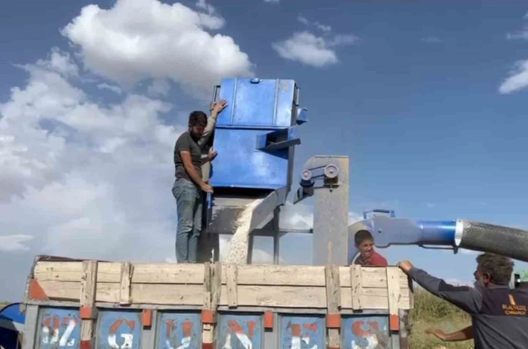 Adilcevaz’da fasulye hasadı başladı 