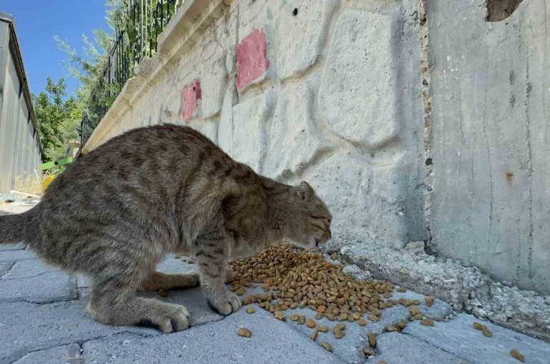 Adıyaman Belediyesi’nden sokak hayvanlarına mama ve su desteği