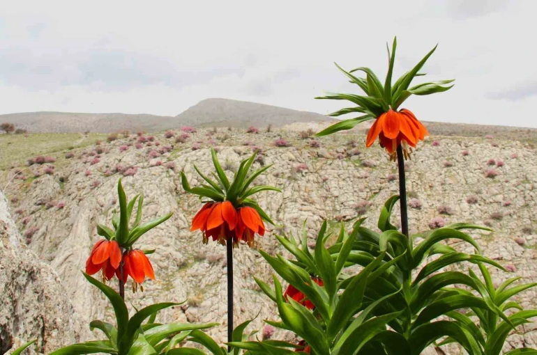 Afşin’de ters laleler açtı: Koparana 700 bin TL ceza 