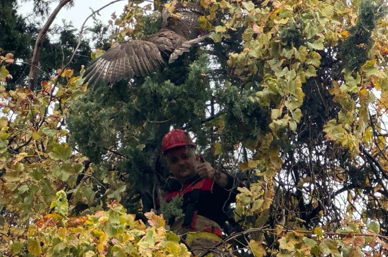 Ağaçta mahsur kalan şahini itfaiye kurtardı 