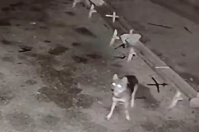 Ağıla giren kurt, koyunları telef etti