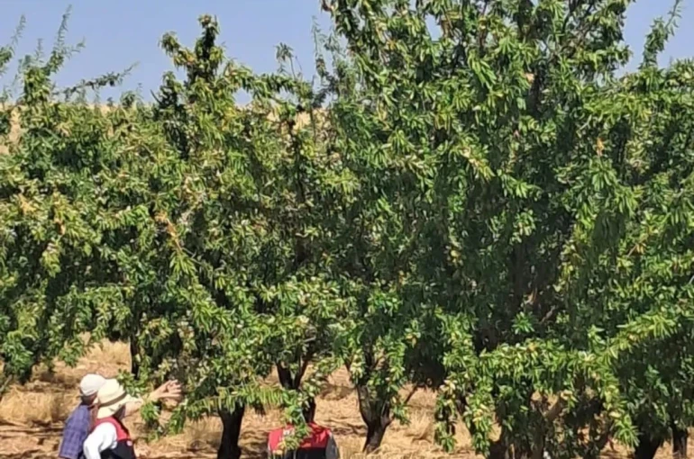 Ağın’da badem bahçelerinde saha kontrolleri 