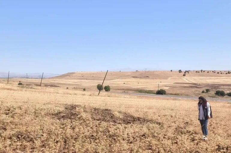 Ağın’da tüylü nohut hasadı devam ediyor