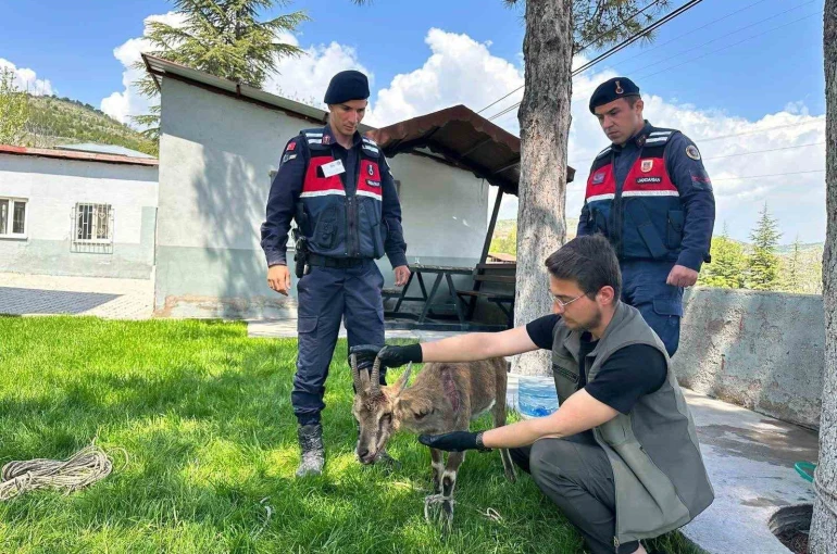 Ağın’da yaralı dağ keçisi koruma altına alındı 