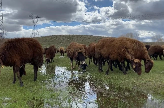 Ağrı’da 120 bin lira maaşa rağmen çoban bulunamıyor 