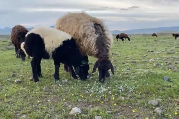 Ağrı’da küçükbaş hayvanlar meralara çıkarıldı 