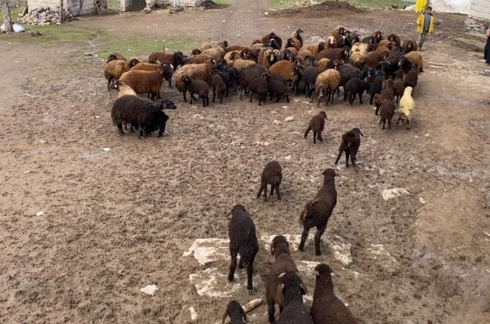 Ağrı’da kuzuların anneleri ile buluşması renkli anlara sahne oldu 