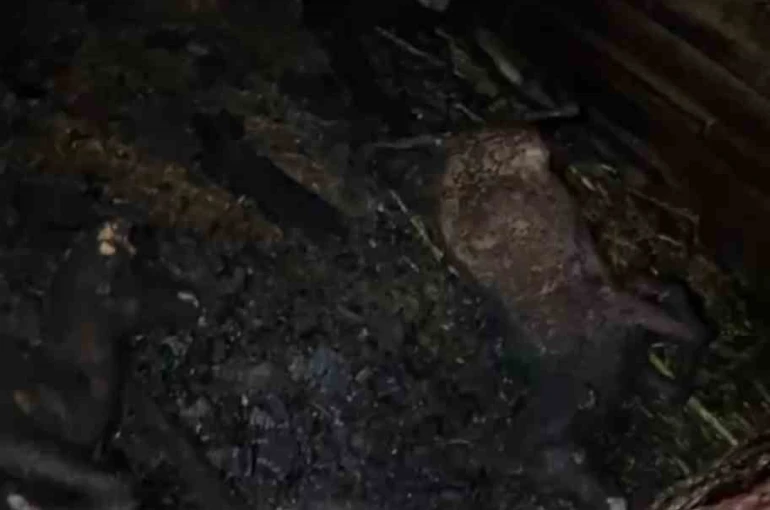 Ahır yandı, 7 hayvan telef oldu