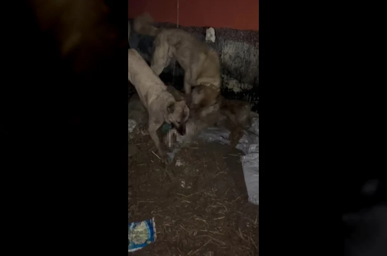 Ahıra girmeye çalışan kurdu kangallar telef etti 