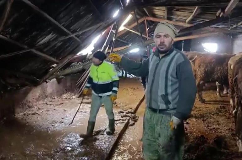 Ahırın çatısı yağan karın ağırlığını taşıyamadı, hayvanlar komşuların yardımıyla kurtarıldı 