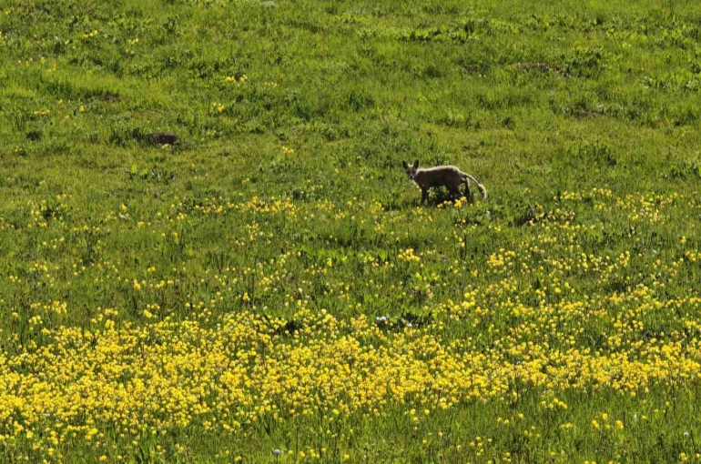 Ahlat kırsalında yiyecek arayan tilki görüntülendi