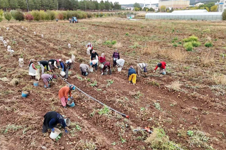’Akademik’ patateslerin hasadı başladı 