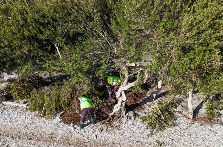 Akbük’te devrilen ağaç yerine dikildi 