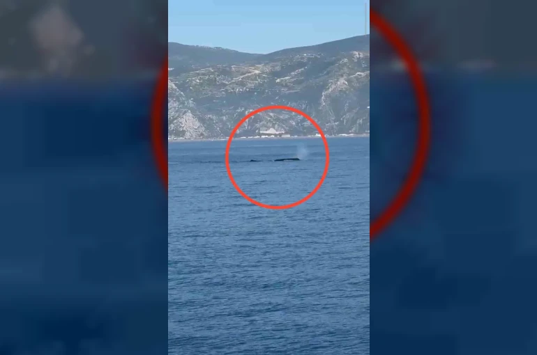 Akdeniz açıklarında görüntülenen balina heyecanlandırdı 