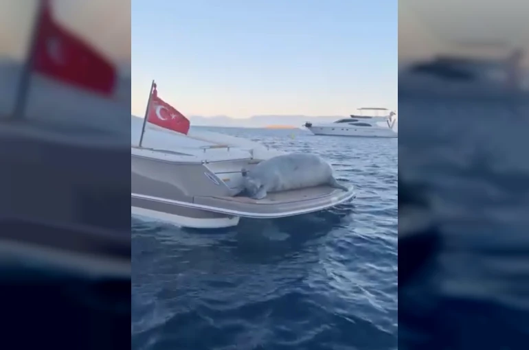 Akdeniz Foku’nun motoryat keyfi 