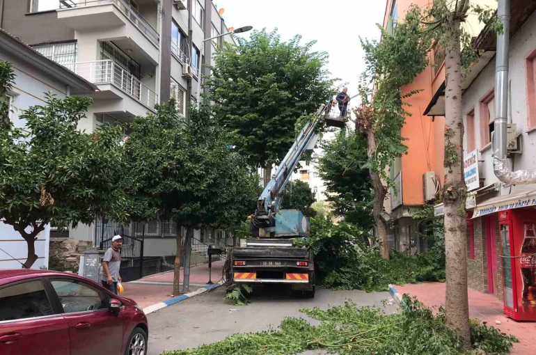 Akdeniz’de ağaçlara sonbahar bakımı 