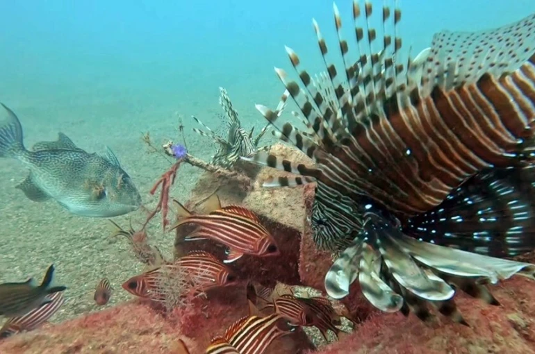Akdeniz’de balıkların rekabeti: Kızıldeniz’den gelen balık türleri, yerli balıkları baskıladı