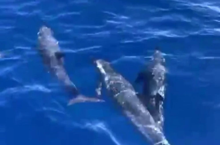 Akdeniz’de yunusların görsel şöleni