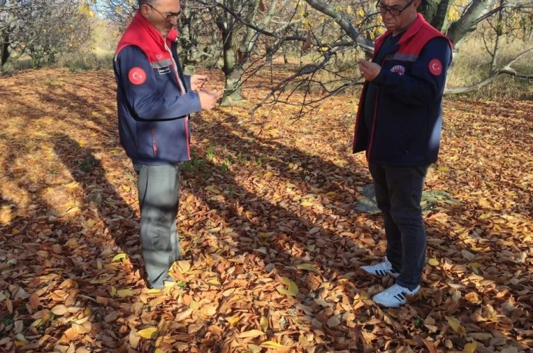 Akşehir kirazında saha incelemeleri devam ediyor 